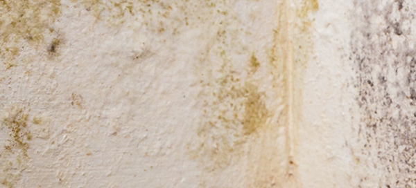 Image of damp on a wall